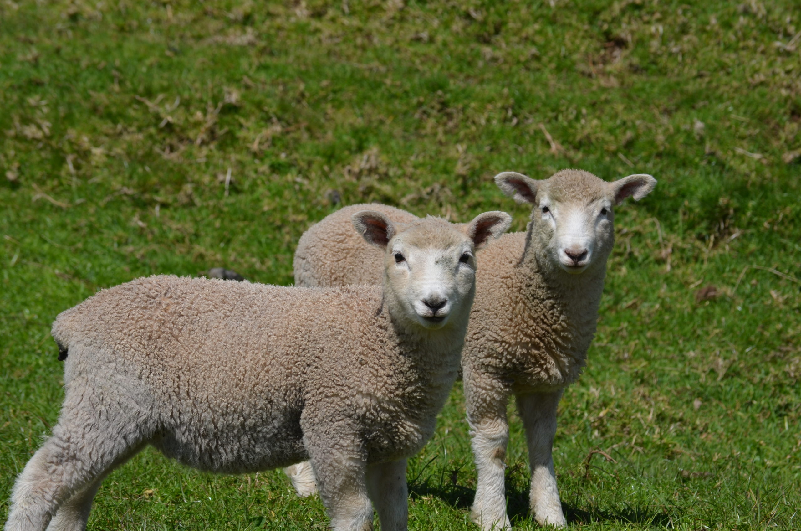 【大人気】オークランド市内観光 MYDO NZ